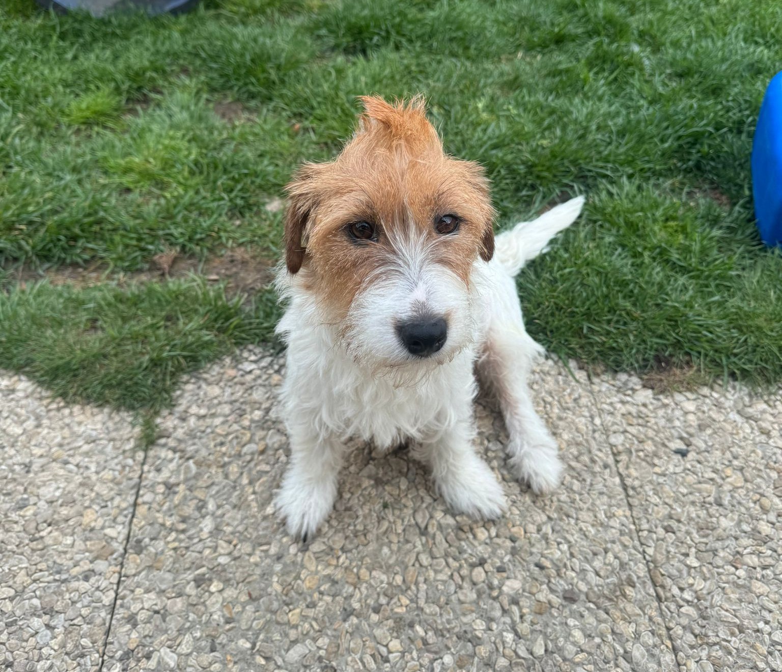 Hundesalon Antea